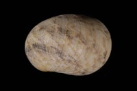 藏品(玉女蜑螺)的圖片